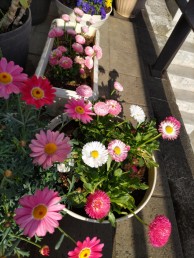 ストロベリー3 ストロベリー3